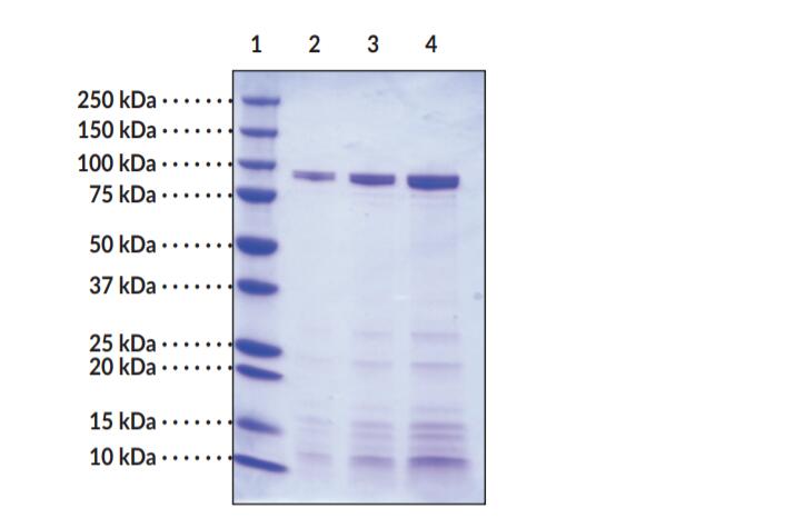 Lane 1: MW Markers; Lane 2: Lipoxygenase from Glycine max (soybean) (1 μg); Lane 3: Lipoxygenase from Glycine max (soybean) (2 μg); Lane 4: Lipoxygenase from Glycine max (soybean) (4 μg). Representative gel image shown; actual purity may vary between each batch.